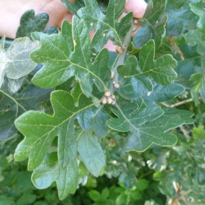 Oregon White Oak Quercus garryana Large, green glossy lobed leaves