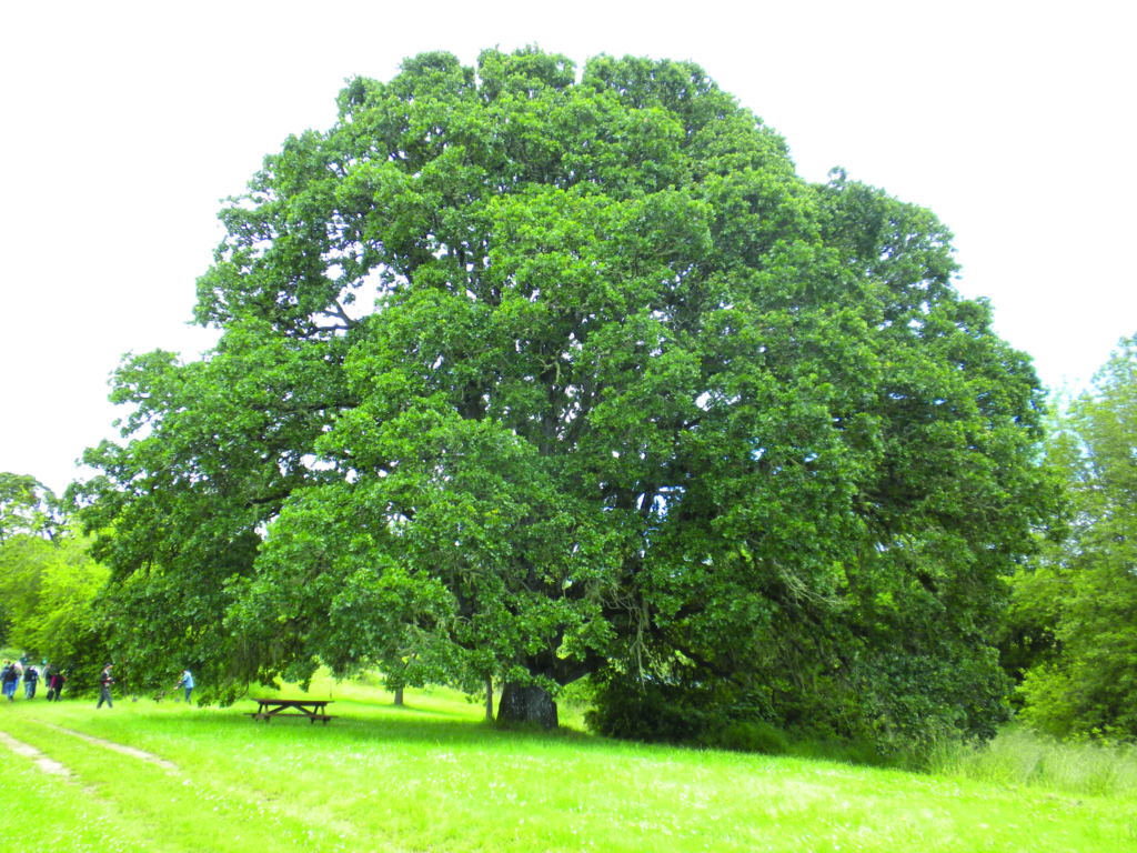 Oregon White Oak Quercus garryana Huge single oak tree