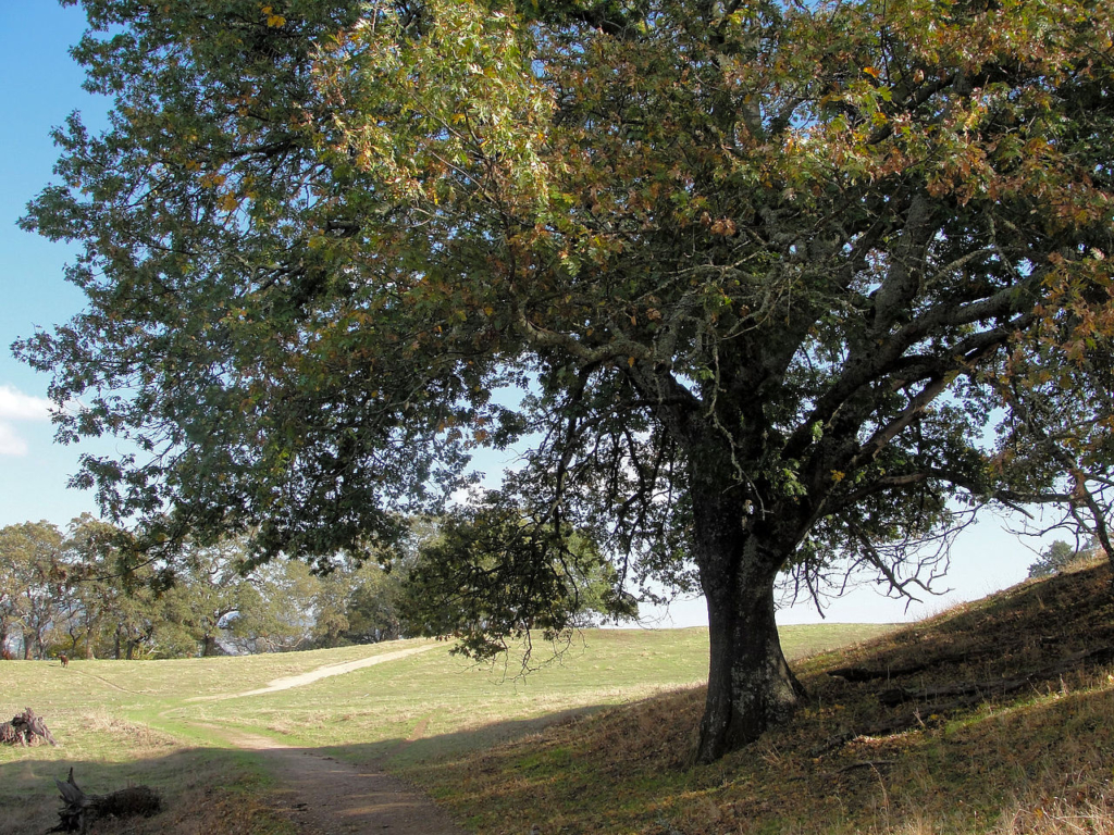 a hillside with a black oak in foreground. classic rounded canopy