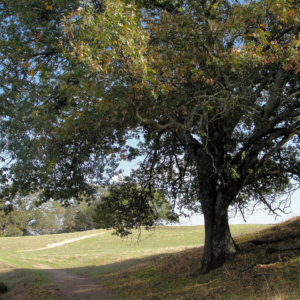 a hillside with a black oak in foreground. classic rounded canopy