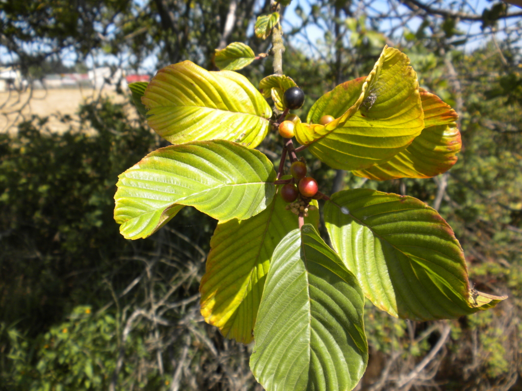 Cascara Rhamnus purshiana Stem with large green oval opposite leaves and small red berries