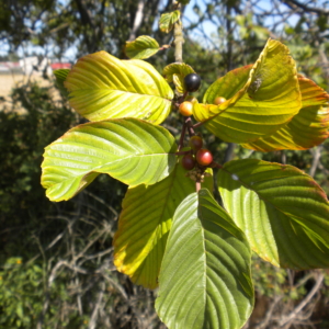 Cascara Rhamnus purshiana Stem with large green oval opposite leaves and small red berries