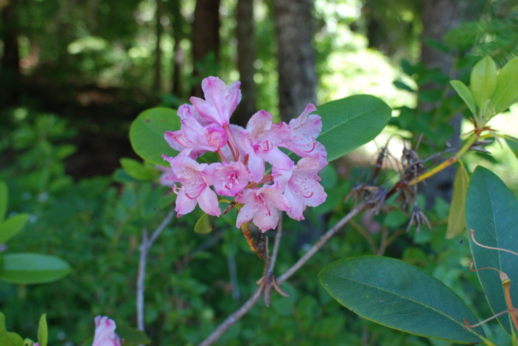 Pacific Rhododendron Rhododendron macrophyllum Stem with large glossy leaves and a cluster of small pinkish flowers