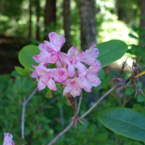 Pacific Rhododendron Rhododendron macrophyllum Stem with large glossy leaves and a cluster of small pinkish flowers