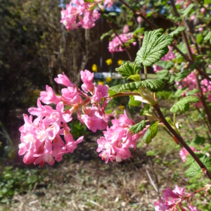 Red flowering currant Ribes sanguineum Stem with green palmate leaves and cluster of pink bell shaped flowers