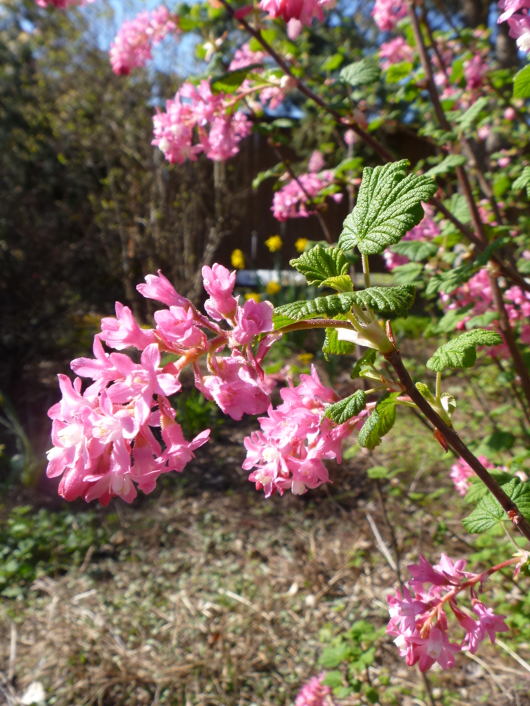 Red flowering currant Ribes sanguineum Stem with green palmate leaves and cluster of pink bell shaped flowers