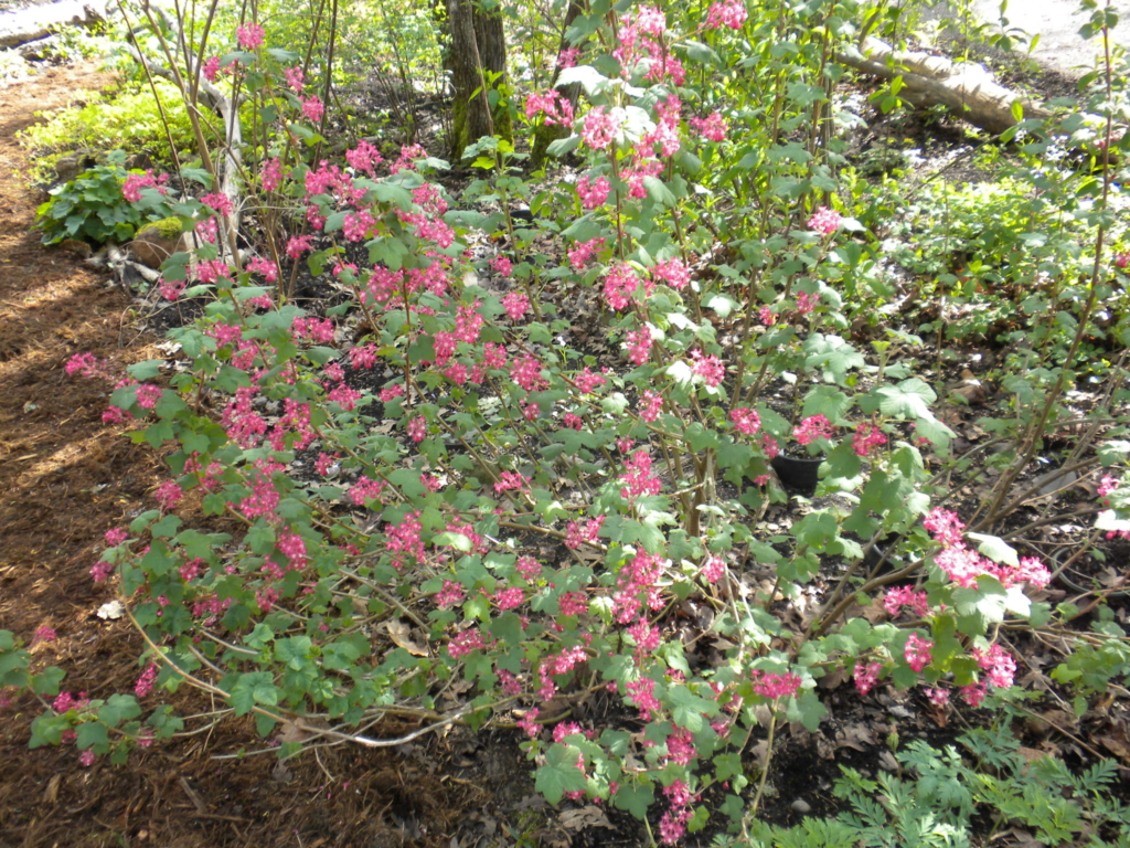 Red flowering currant Ribes sanguineum Shrub with green leaves and clusters of pink flowers