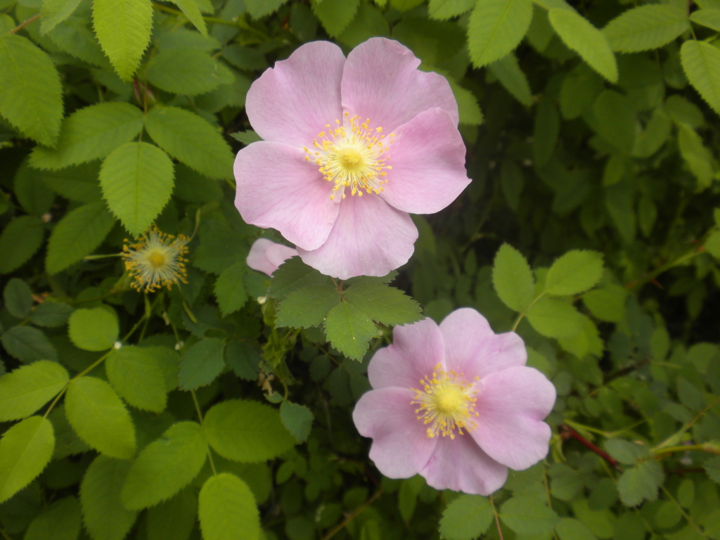 Nootka Rose Rosa nutkana Small pink flower with yellow center Small pink flower with yellow center