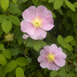 Nootka Rose Rosa nutkana Small pink flower with yellow center Small pink flower with yellow center