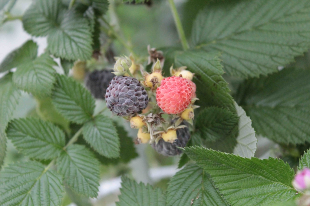 a ripe black raspberry and a red unripe raspberry. Opposite leaves are deeply veined and toothed.