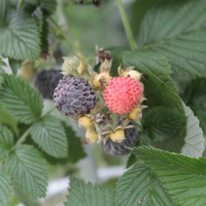 a ripe black raspberry and a red unripe raspberry. Opposite leaves are deeply veined and toothed.