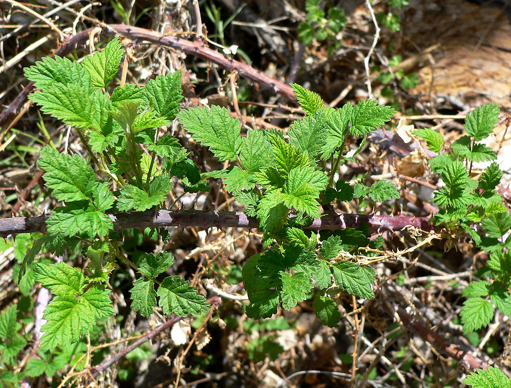 Raspberry leaves arising from brambly woody stems.