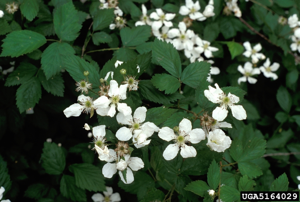 Several small white flowers on spiky branch with spiky leaves