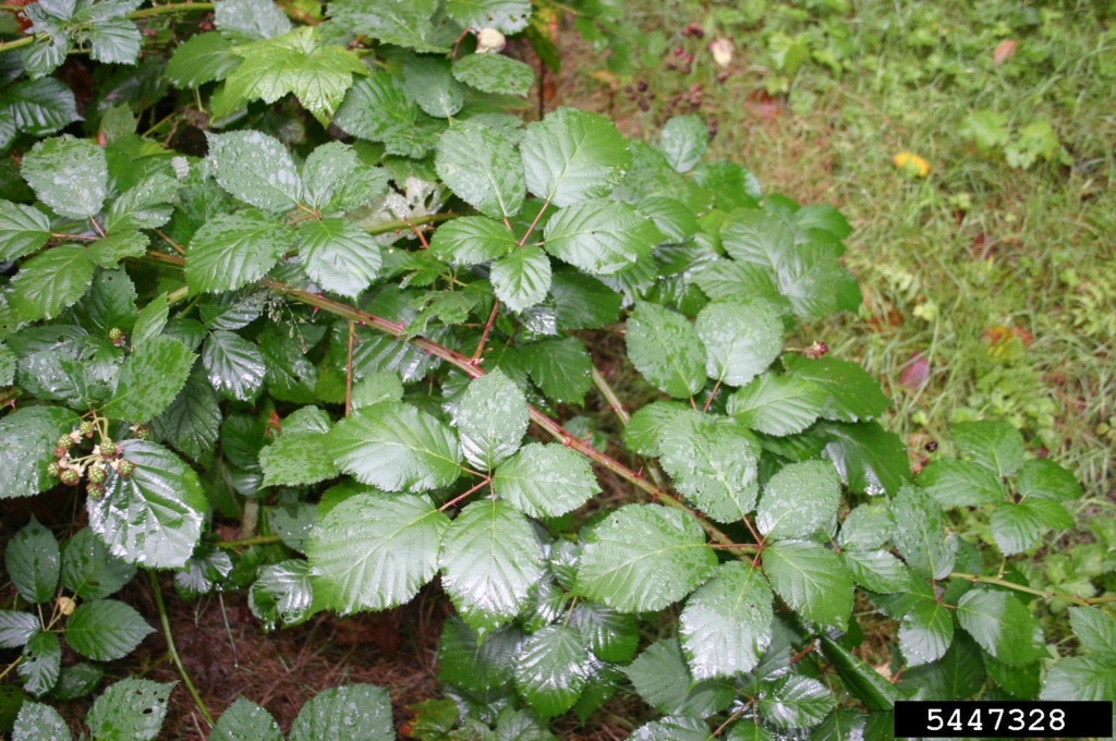 Spiky Branch with stems with 5 palmate leaflets