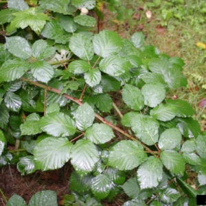 Spiky Branch with stems with 5 palmate leaflets