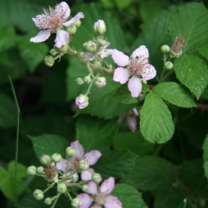 Several small pink flowers on spiky branch with spiky leaves