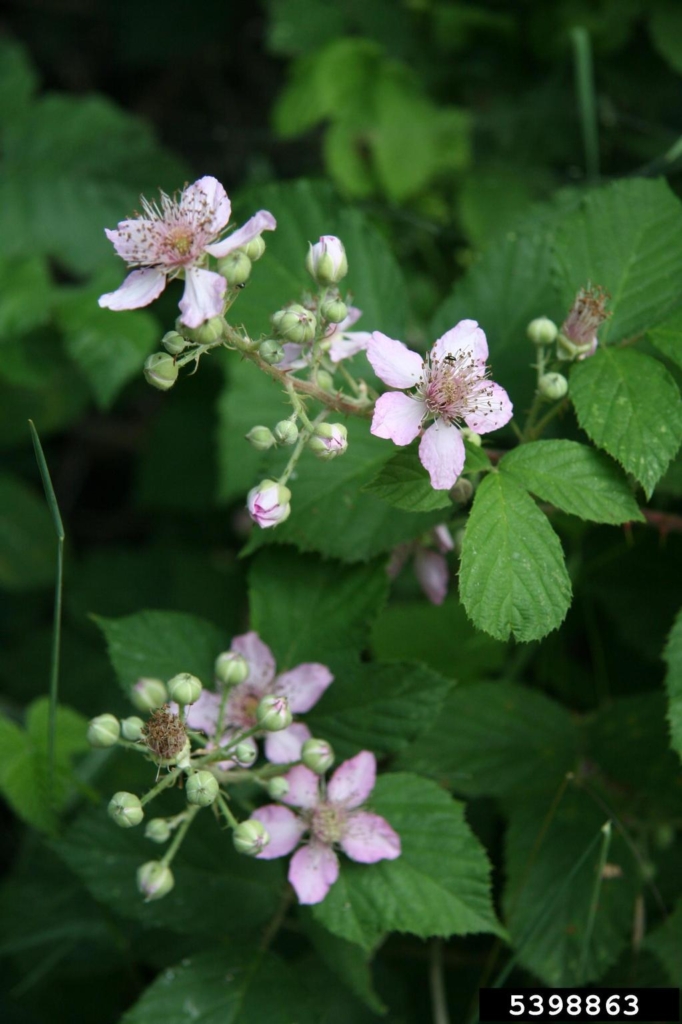 Several small pink flowers on spiky branch with spiky leaves