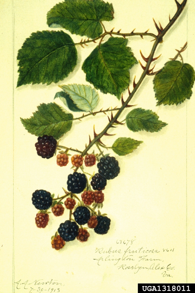 Stem with leaves and berries