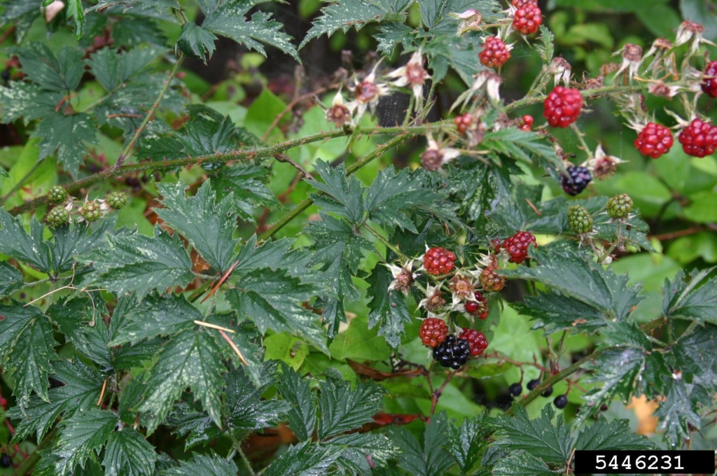 Stem with spikes, many green comound leaflets with red and blue berries