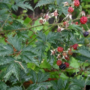 Stem with spikes, many green comound leaflets with red and blue berries
