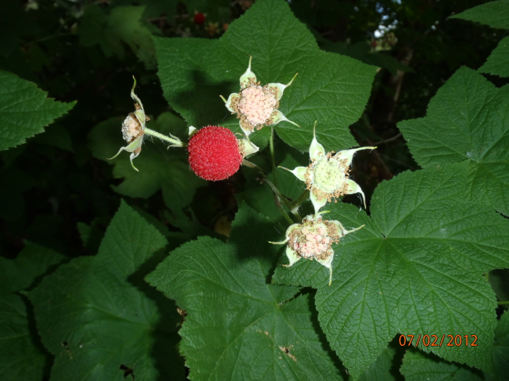 Thimbleberry Rubus parviflorus Palmate Green leaves with bright red round berry
