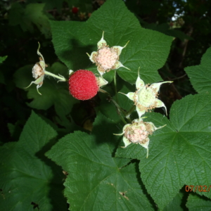 Thimbleberry Rubus parviflorus Palmate Green leaves with bright red round berry