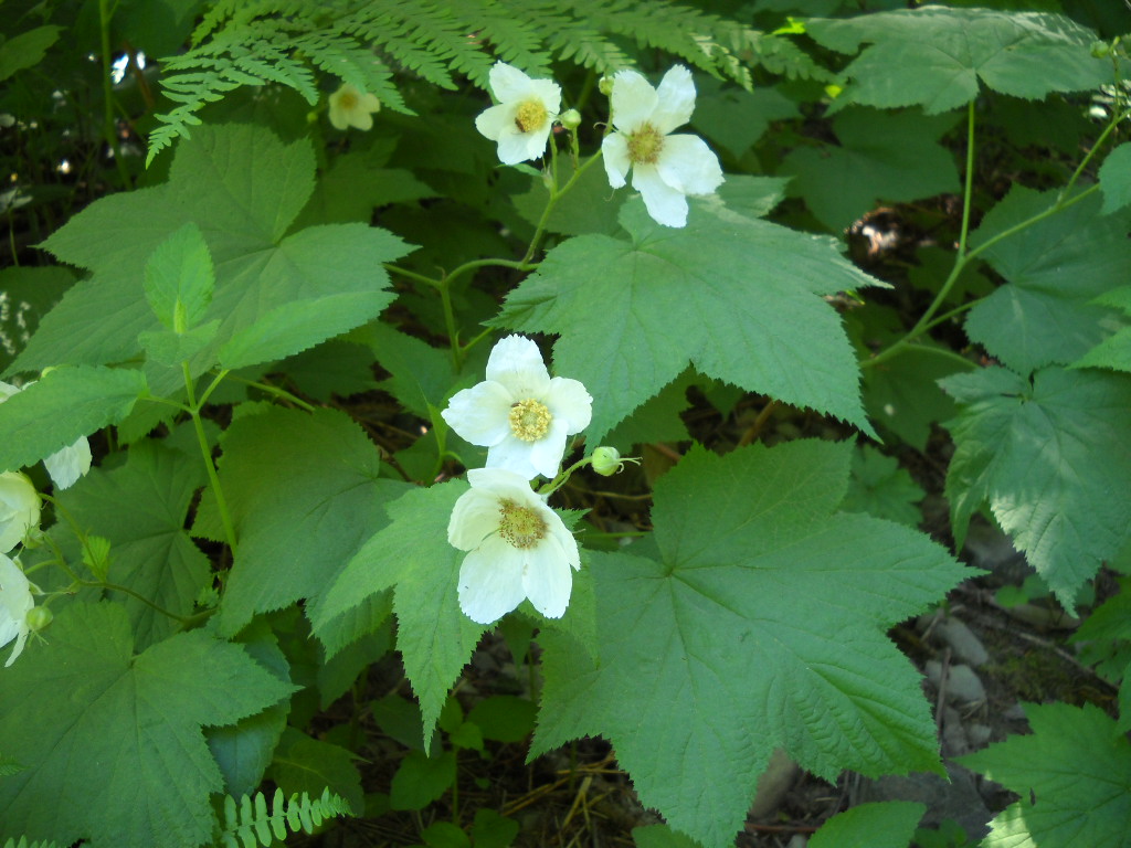Thimbleberry Rubus parviflorus Palmate Green leaves with small white flowers