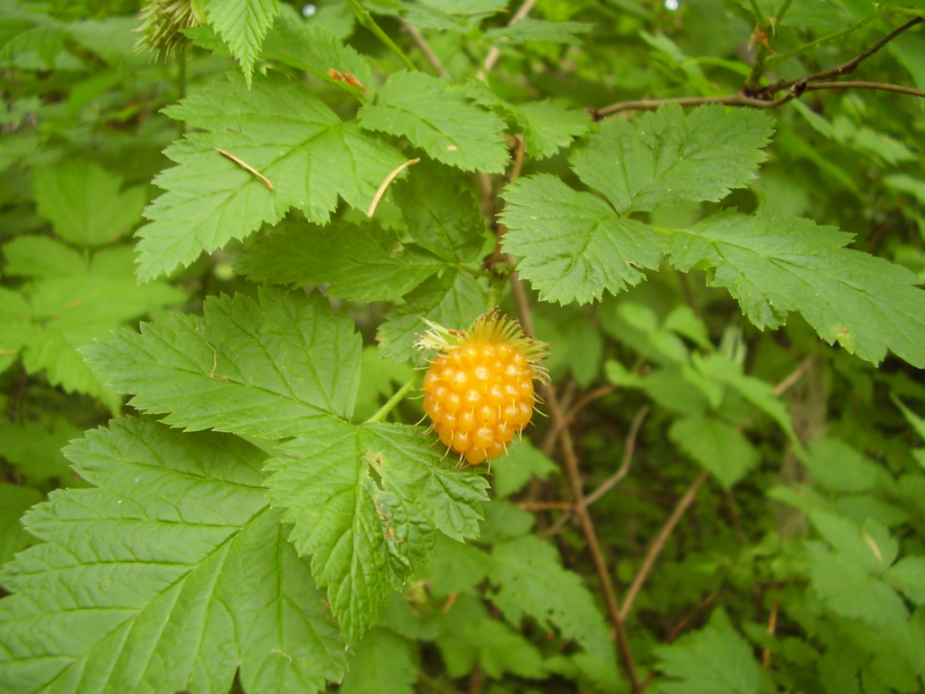 Salmonberry Rubus spectabilis Small yellow berry