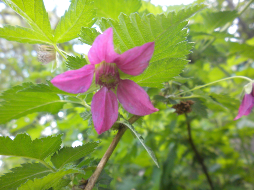 Salmonberry Rubus spectabilis Bright purple 5 petalled flower