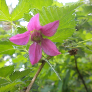 Salmonberry Rubus spectabilis Bright purple 5 petalled flower