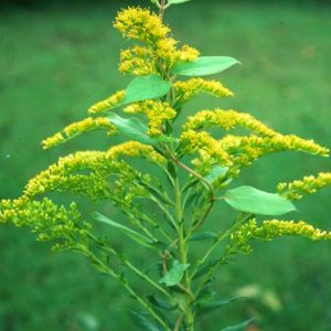 Pyramidal panicle of small yellow flowers