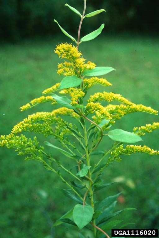 Pyramidal panicle of small yellow flowers