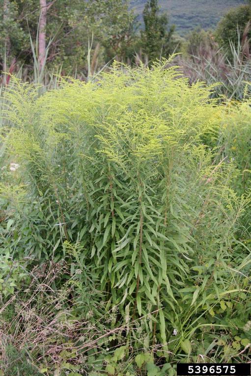 Whorls of long thin leaves climb stems of goldenrod. Fery branching yellow inflorescences at top.
