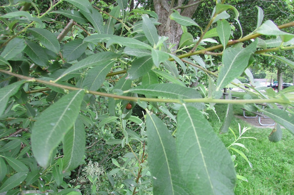 Linear to lance shaped grey green willow leaves