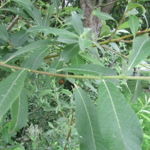 Linear to lance shaped grey green willow leaves