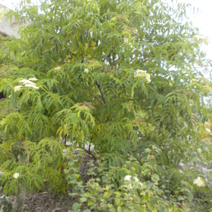 Blue Elderberry Sambucus caerulea Medium Tree with long green opposite leaves