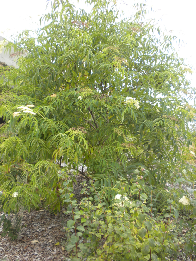 Blue Elderberry Sambucus caerulea Medium Tree with long green opposite leaves