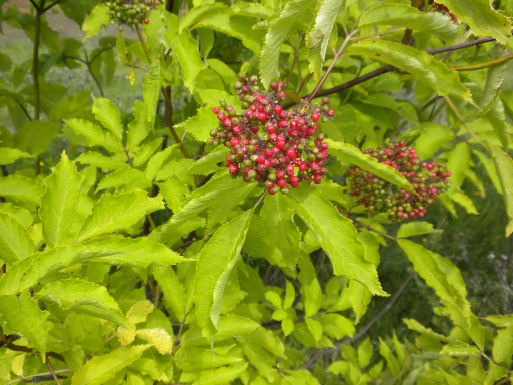 Elderberry, Red Sambucus racemosa Clusters of small red berries