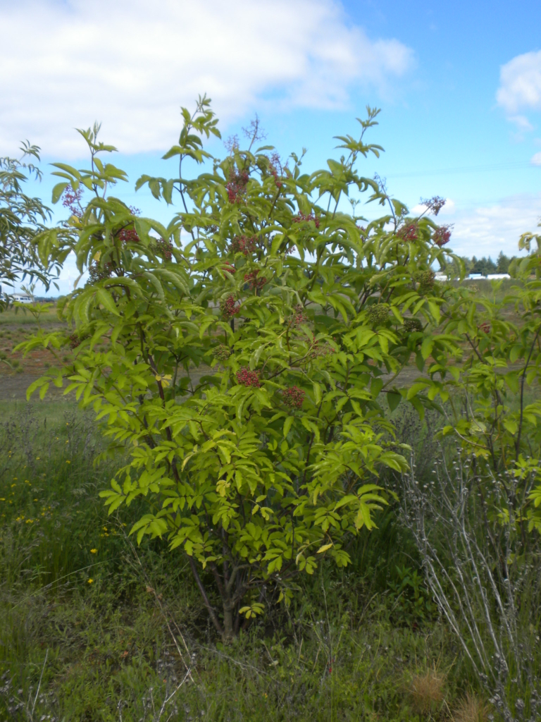 Elderberry, Red Sambucus racemosa Medium Tree with long green opposite leaves and small red berries