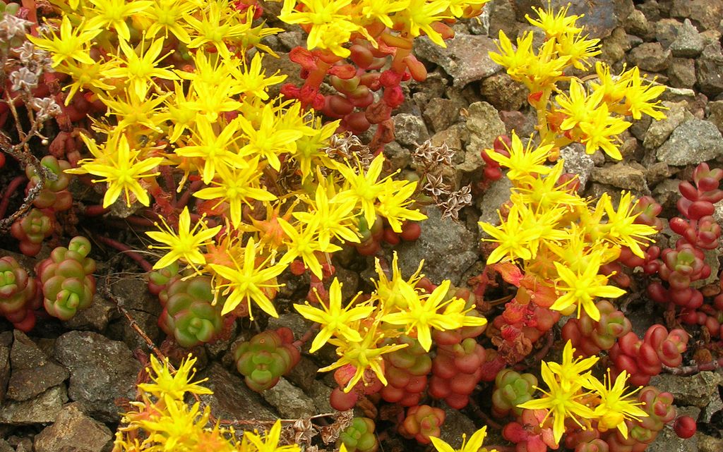 Bright yellow, small, five petalled star shaped flowers