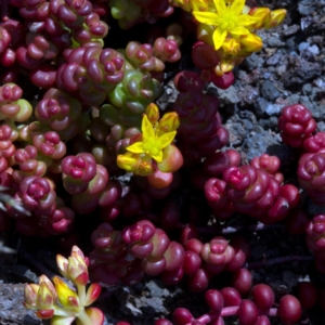 Succulent short fat reddish purple leaves and a yellow flower