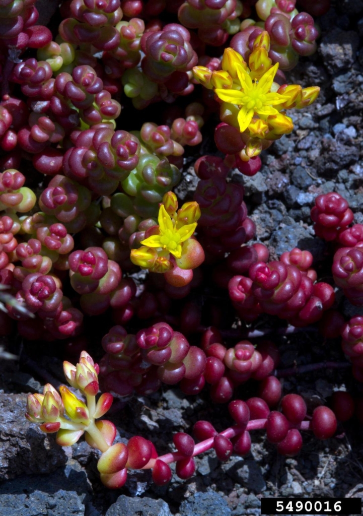 Succulent short fat reddish purple leaves and a yellow flower