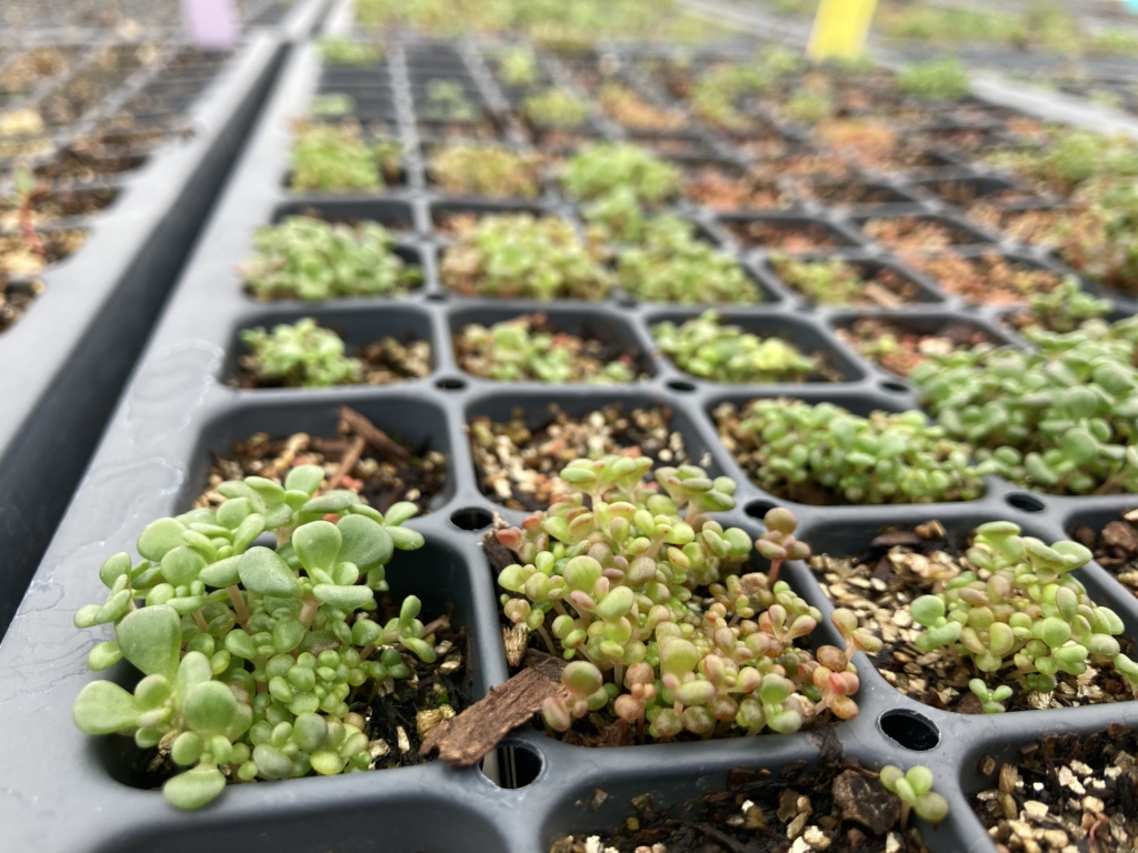 Small containers with Oregon stonecrop succulent leaves ranging in color from light green to reddish.