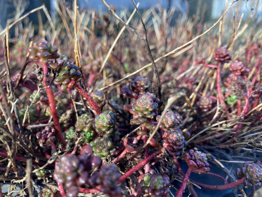 Succulent stems creep along ground and slightly upright with clusters of short succulent leaves, red to green.