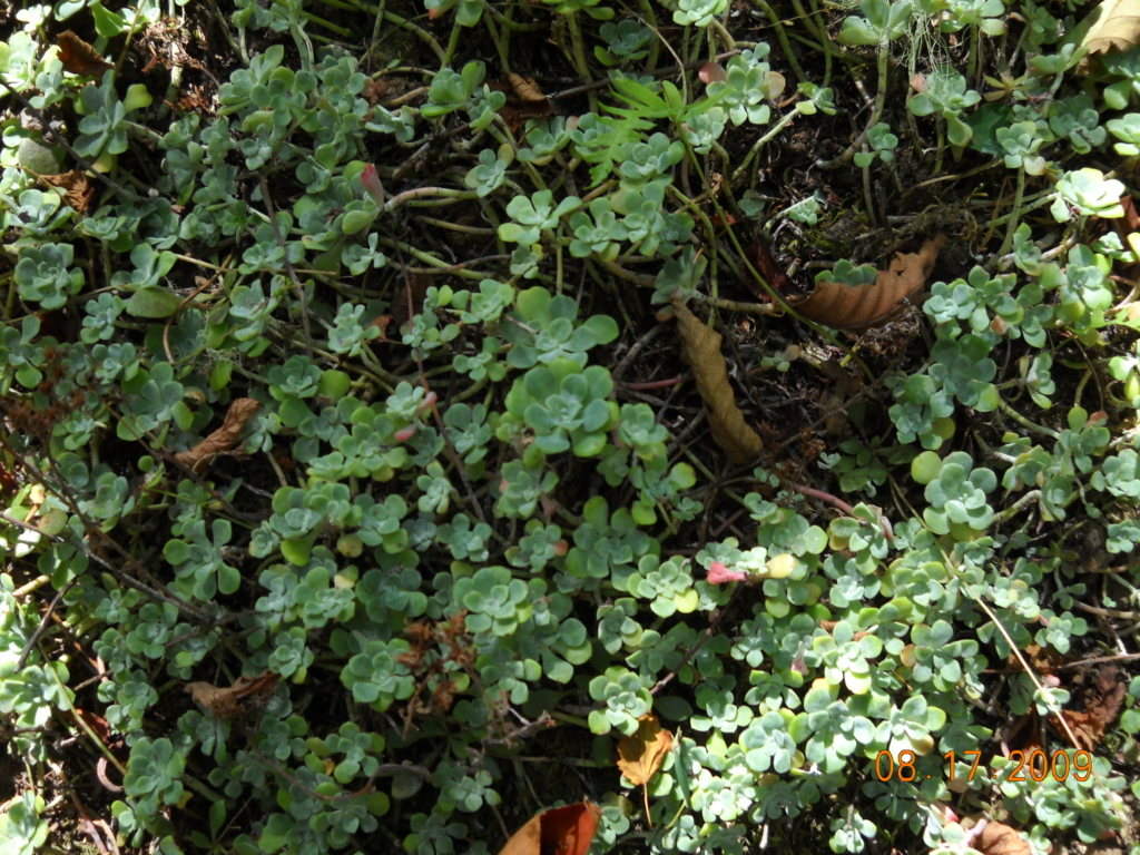 Stonecrop, Broadleaved Sedum spathulifolium Groundcover with clusters of small green leaves