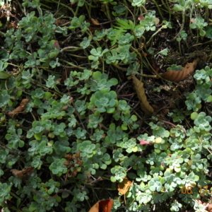 Stonecrop, Broadleaved Sedum spathulifolium Groundcover with clusters of small green leaves