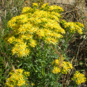 Tansy Ragwort Senecio jacobaea Small Bush with several heads of clusters of yellow flowers