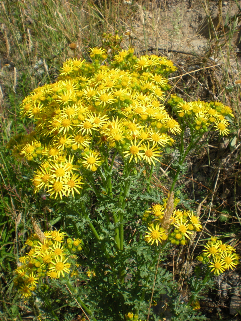 Tansy Ragwort Senecio jacobaea Small Bush with several heads of clusters of yellow flowers