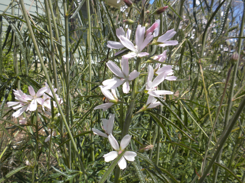 Meadow Checkermallow Sidalcea campestris Green stalks with long petalled purplish flowers