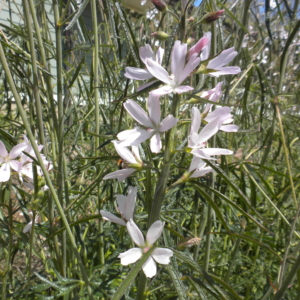 Meadow Checkermallow Sidalcea campestris Green stalks with long petalled purplish flowers